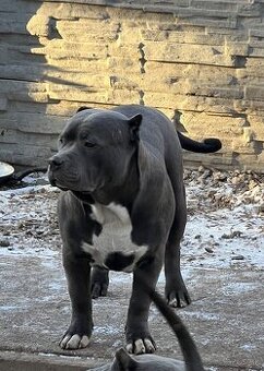 american bully s pp