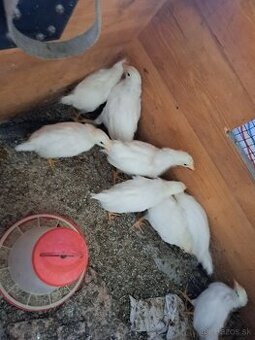 +++Predám mládky plemena Leghorn, Lenghorn +++