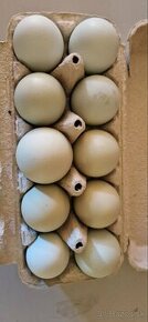 Násadove vajcia green shell