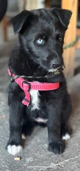Mix husky