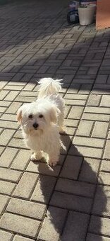 Ponukame na kritie Maltezaka mini