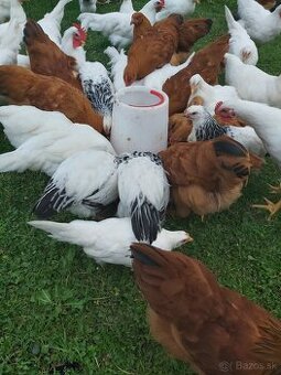 Nasadove vajcia amrox,hempsir,vlaska jarabicia,leghorn