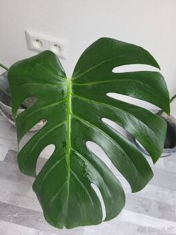 Monstera deliciosa
