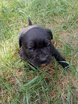 Cane Corso