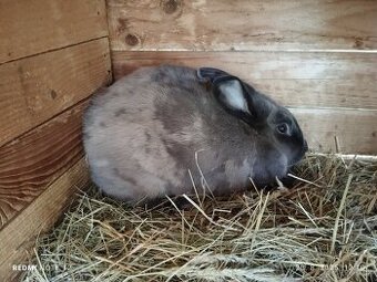 VEĽKÝ KUNI MODRÝ - SAMICA