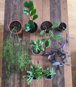 Predám izbové rastliny