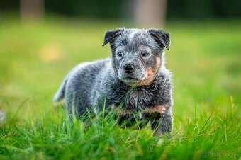 Australský dobytkarský pes s PP, ACD