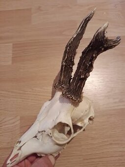 Trofej trofeje parohy parožie zhody,,,,