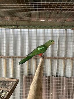 Papagáj kráľovský