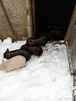 Predám vietnamské prasiatka