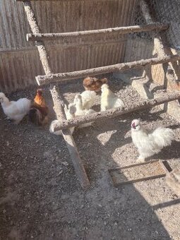 Predám 2 kusy kohúta hodvabničky