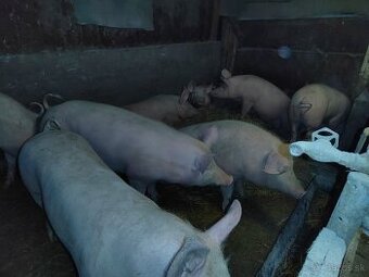 Predám jatočné ošípané