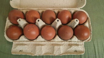 Násadové vajíčka Maranska čierna medenokrká