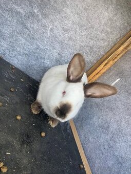 Predám pripustenu samičku Kalifornia