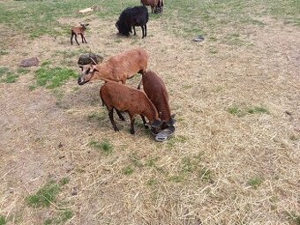 Kamerunska ovca, kamerunský baran