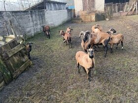 Kamerunské ovce, baran  predaj