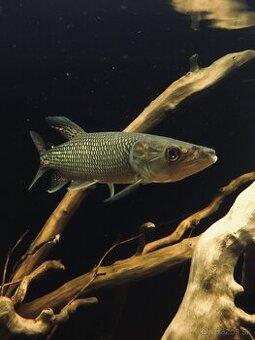 Hepsetus odoe , stuka africka, tetra drava