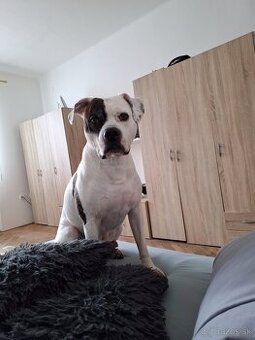 Americký Buldog