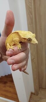 Terarium plus Pagekon riasnaty