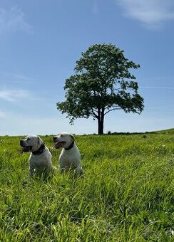 Argentínska doga štěňata, Dogo Argentino, REZERVACE