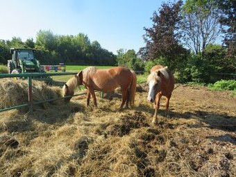 Predám kona - Hafling