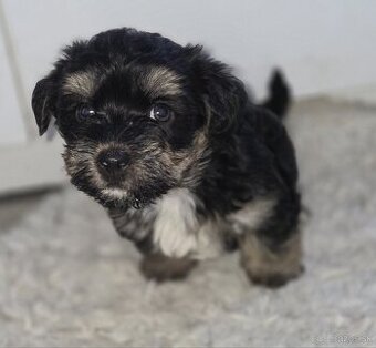 yorkshirsky teriér šteniatka