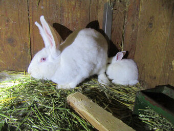 králičia  rodinka