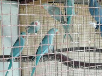 Predam lacno alexandre malé stiepitelne hch