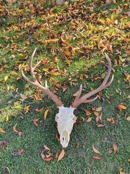 Predám jelenie trofeje