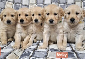Predám Šteniatka Golden retriever-Zlaty retriever