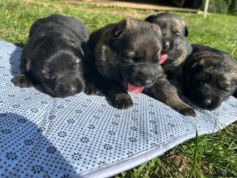 Nemecky ovčiak šteniatka  s  PP