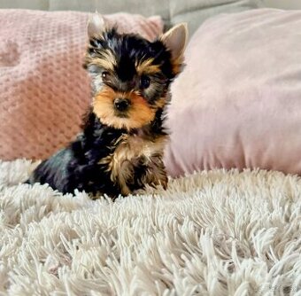 Yorkshirsky Terier  MINI psíček