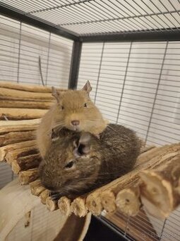 osmák degu + klietka a celkové príslušenstvo