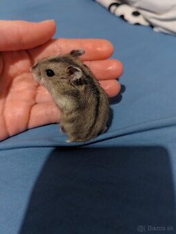 Škrečok džungarsky