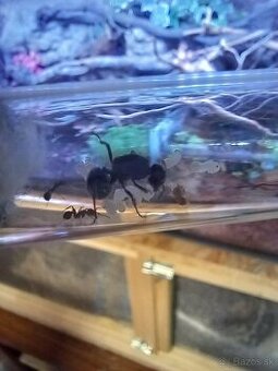 Kráľovny Messor Barbarus - 1