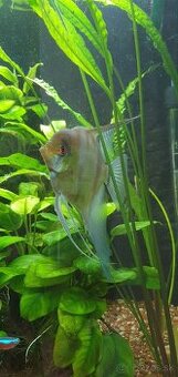 Skalár amazonsky - Pterophyllum scalare