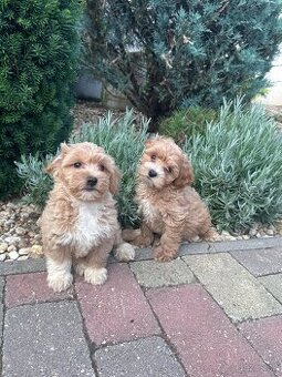 Maltipoo,pudel,maltezak,pudlik