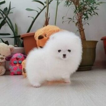 Pomeranian-Welpen zu verkaufen