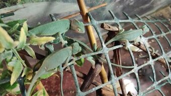 chameleon jemensky
