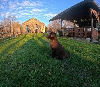 Šteniatka labradora – pripravené na odber