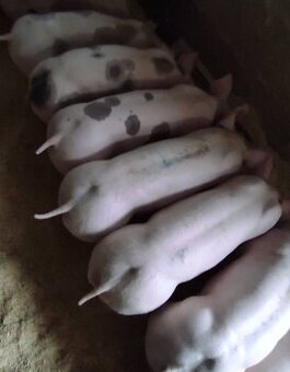 Predám odstavčata 20-25kg