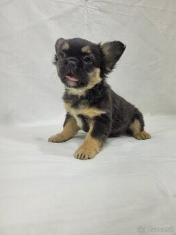 Francúzsky buldoček