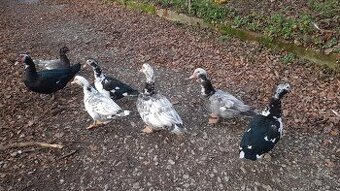 Predám  na chov čínsku kačicu a káčera.