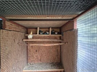 Korely a agapornisy - 1