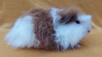 Merino morčatá s PP a VP - 1