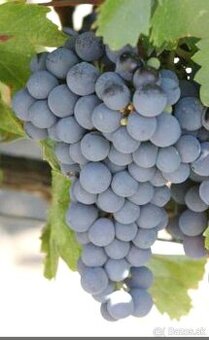 VINIČ MUŠKÁT HAMBURSKÝ 2 ročný