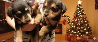 DARUJEME šteniatka fenky 4ks