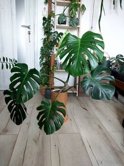 Monstera deliciosa