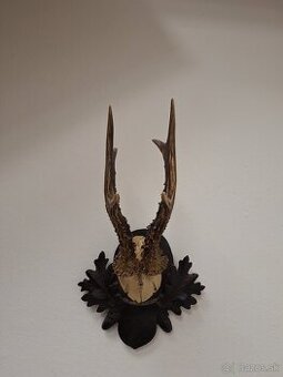 Trofej parohy parožie srnec