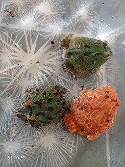 ROHATKA - farebny druh statnej žaby